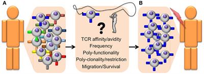 Identifying Individual T Cell Receptors of Optimal Avidity for Tumor Antigens